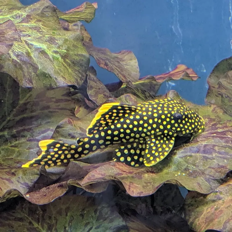 Tìm hiểu thức ăn cho cá pleco phù hợp từng giai đoạn