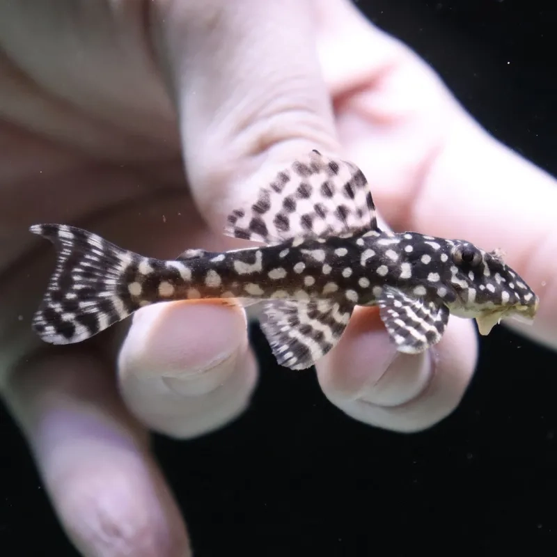 Hướng dẫn mua cá pleco online an toàn và nhanh chóng