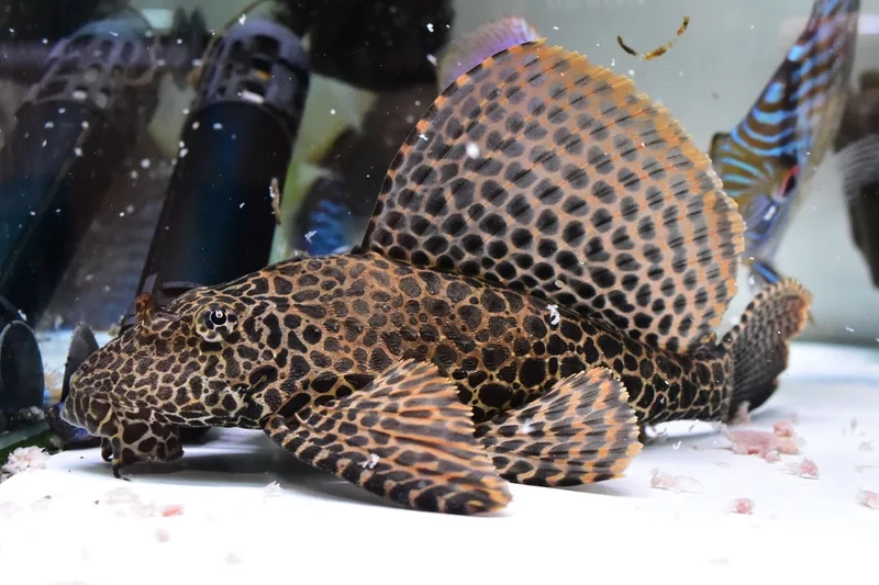 Nhận biết đặc điểm cá pleco để chăm sóc đúng cách