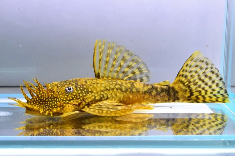 Cá pleco lau kính giúp bể luôn trong sạch