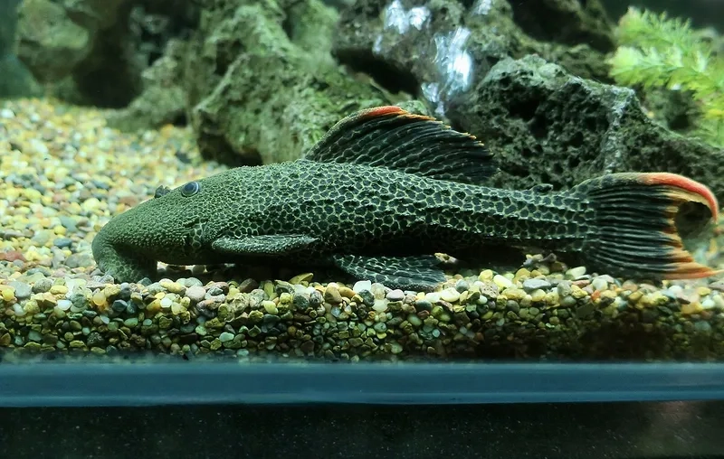 Khám phá các loài cá pleco phổ biến dễ nuôi tại nhà
