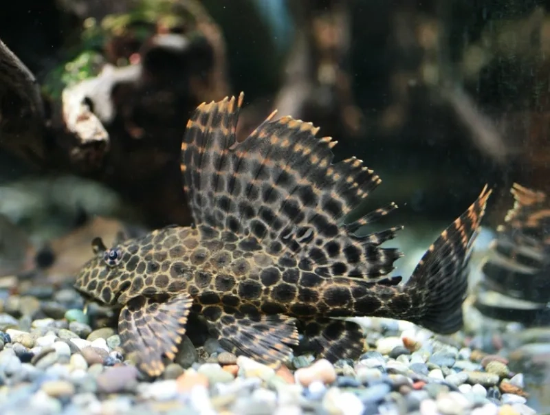 Kiểm soát nhiệt độ nuôi cá pleco giúp cá khỏe mạnh