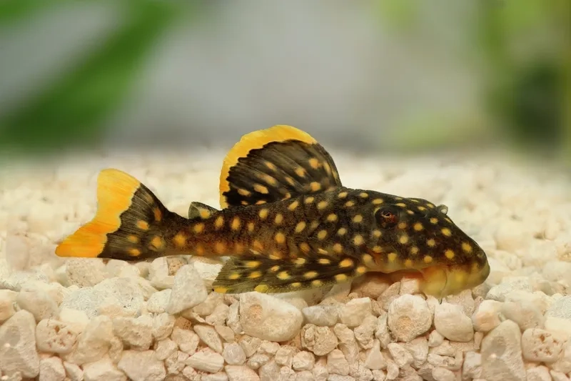 Tìm hiểu phân loại cá pleco và các size phổ biến