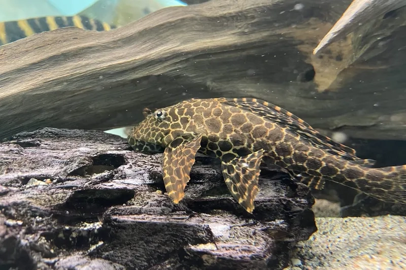 Khám phá cá pleco là gì và đặc điểm nổi bật của loài cá này