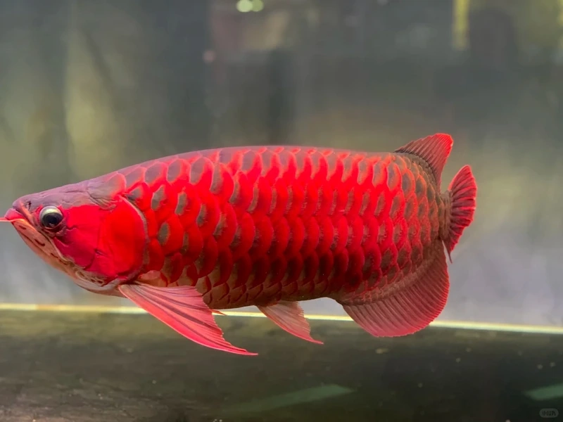Đặc điểm nổi bật của cá Rồng 