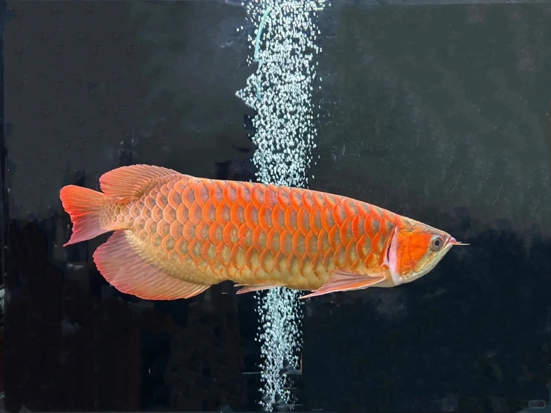 Hồ cảnh thêm sống động với cá rồng cảnh