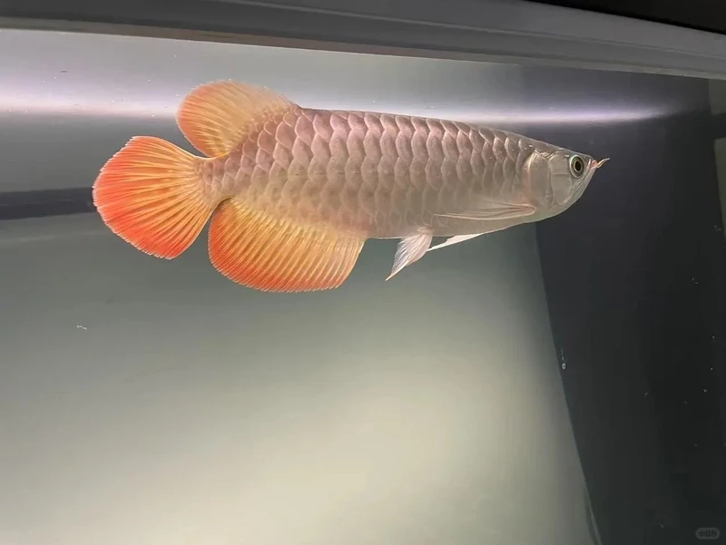 Mang may mắn cho gia chủ nhờ cá rồng phong thủy