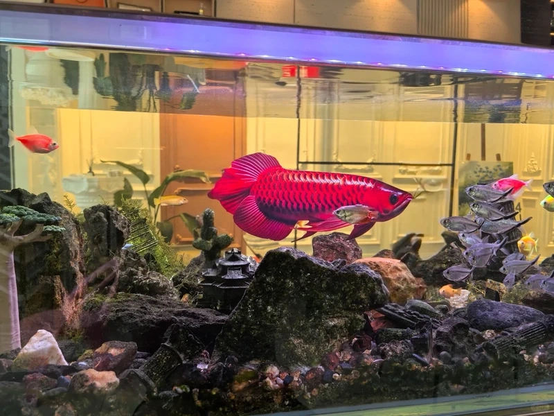 Hồ cá thêm sang trọng nhờ cá rồng kim long