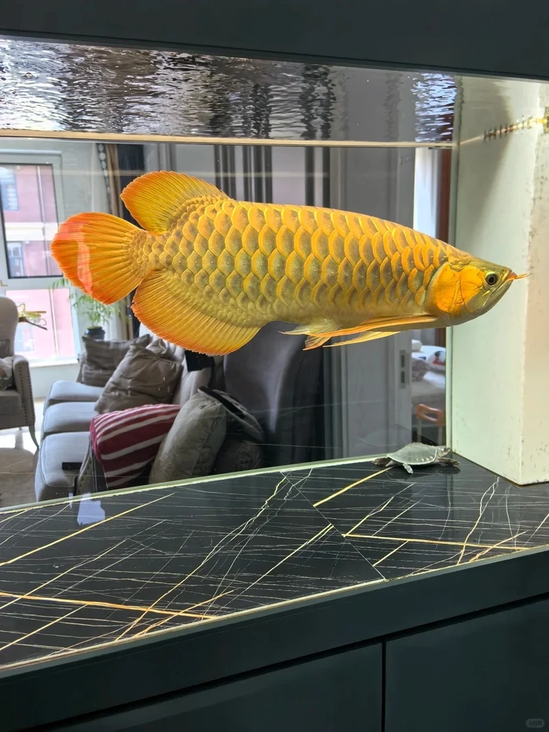 Thưởng thức vẻ đẹp uy nghi của cá rồng huyết long