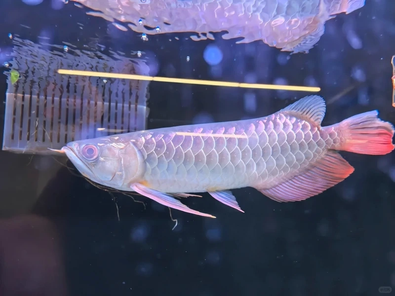 Ngắm cá bơi đẹp mắt với cá rồng bơi đẹp