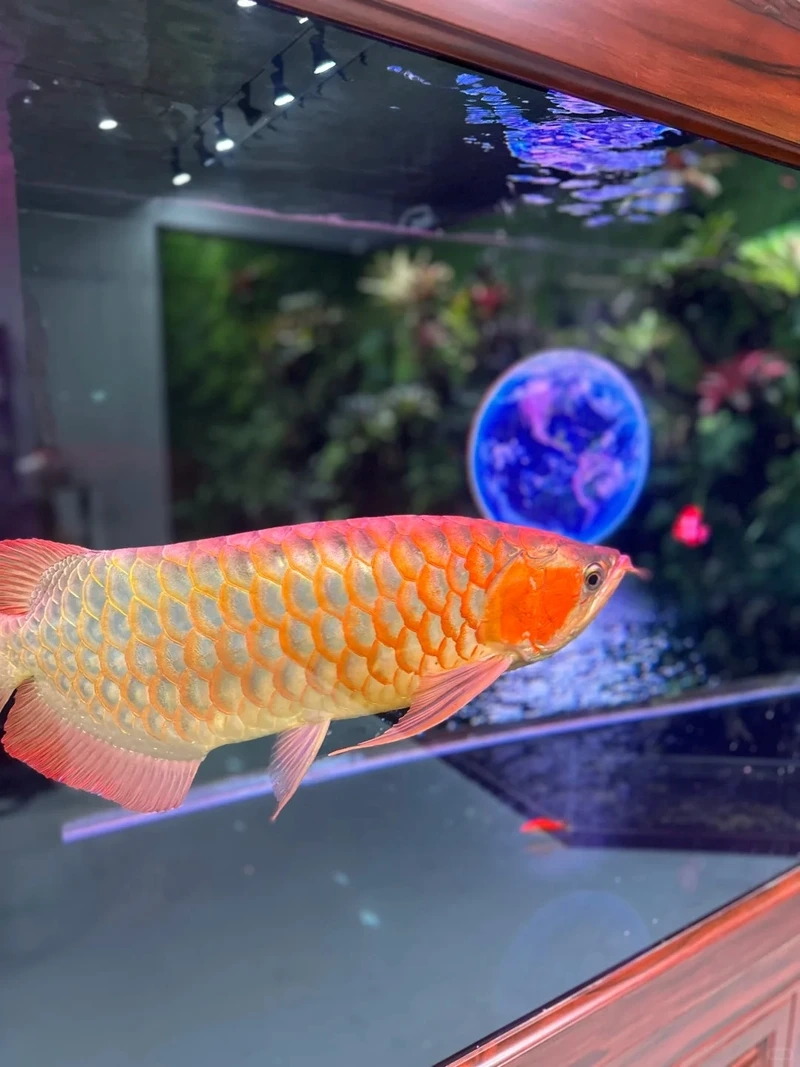 Màu sắc tinh tế tô điểm hồ nhờ cá rồng vàng