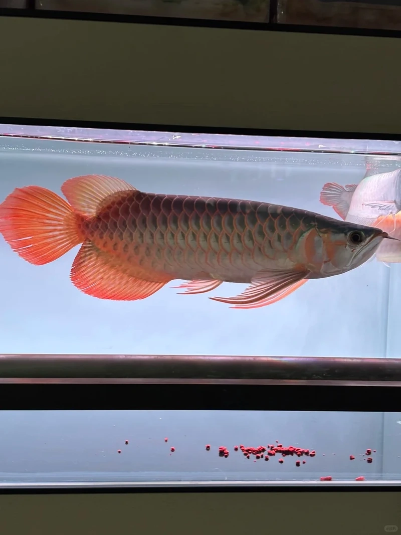 Sang trọng và quý phái nhờ cá rồng sang trọng