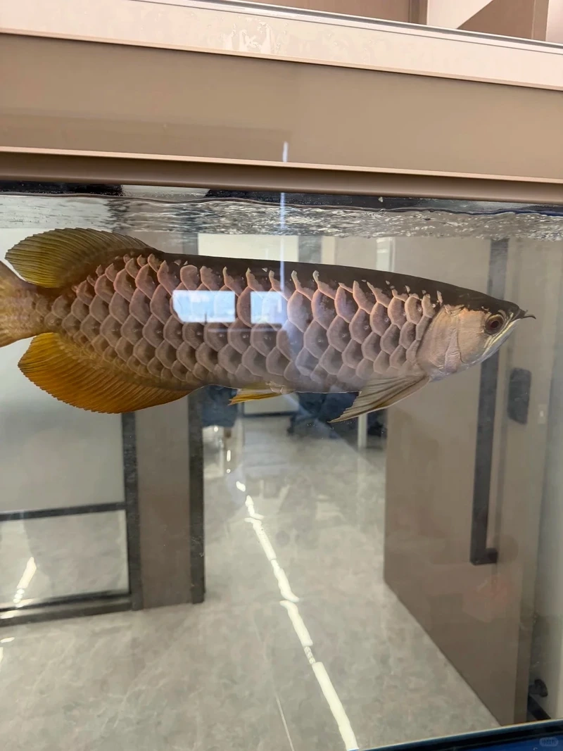 Ngắm cá rồng châu á sinh động và độc đáo cá rồng châu á