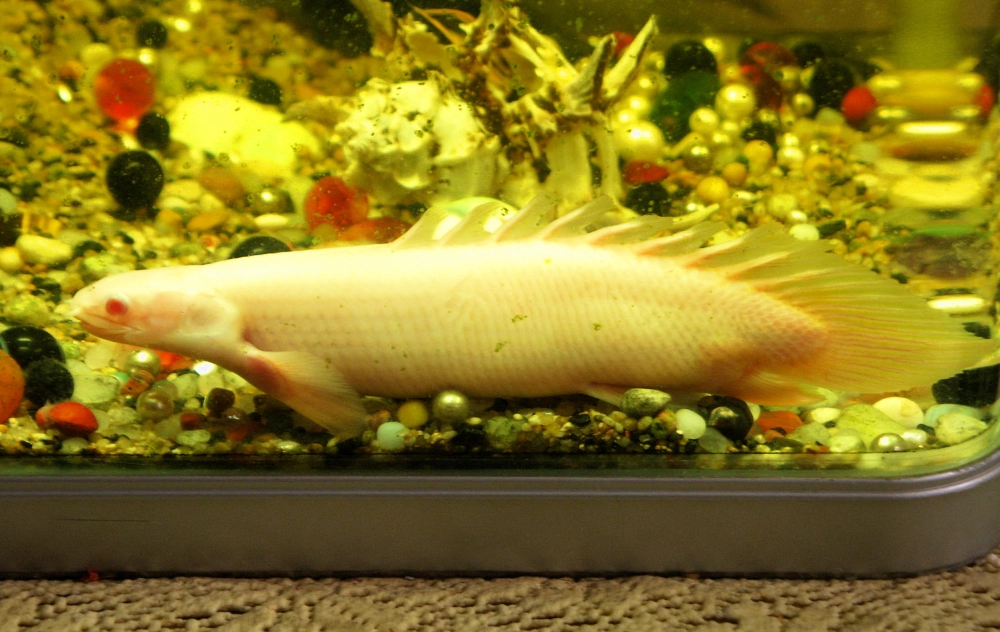 Con cá rồng cửu sừng nổi bật trong thế giới cá cảnh