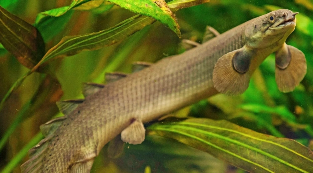 Cá rồng cửu sừng là gì mà dân chơi săn lùng