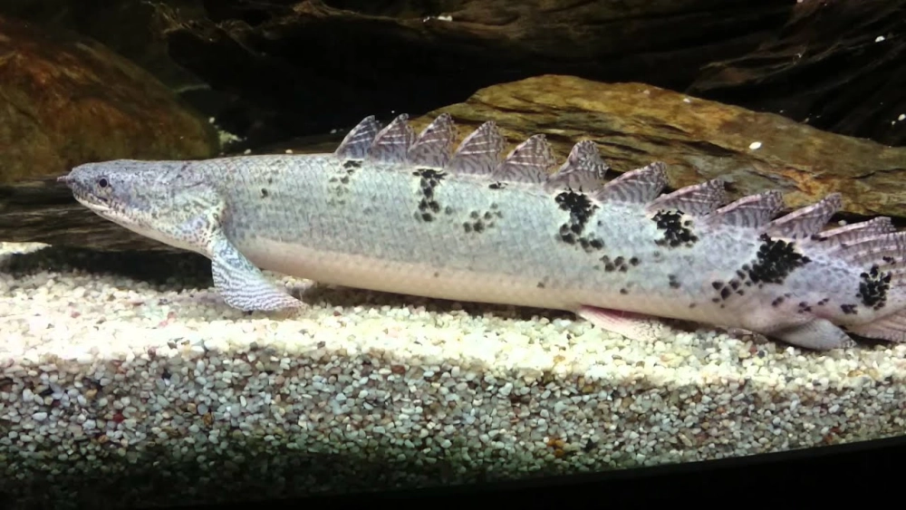 Cá rồng cửu sừng sống ở đâu giữa tự nhiên hoang dã