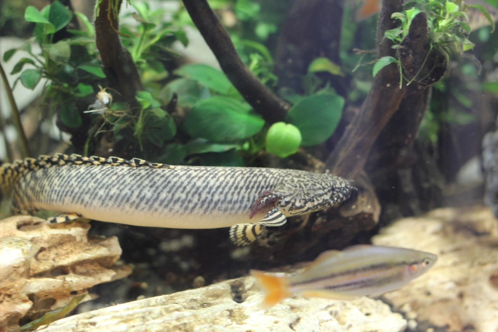 Kích thước cá rồng cửu sừng khiến người xem choáng ngợp