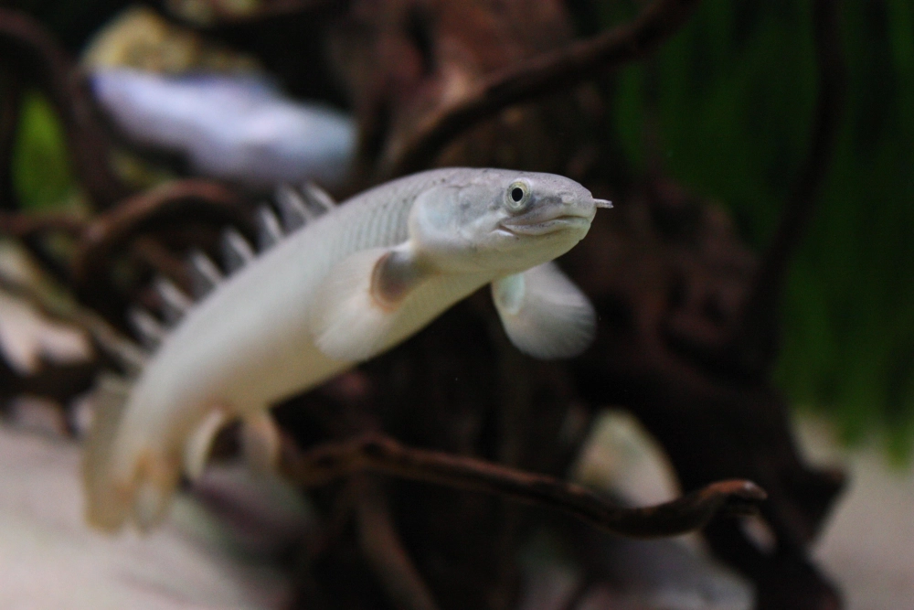 Bể nuôi cá rồng cửu sừng tôn vinh vẻ đẹp cá