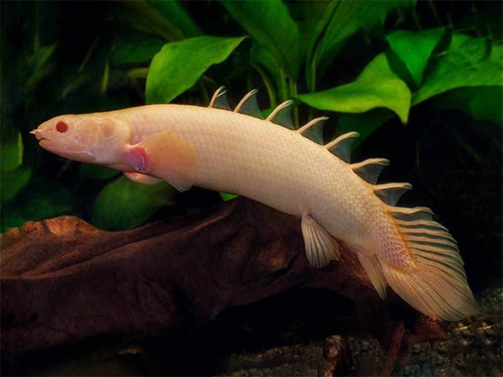 Cá khủng long cửu sừng với ngoại hình đầy uy lực