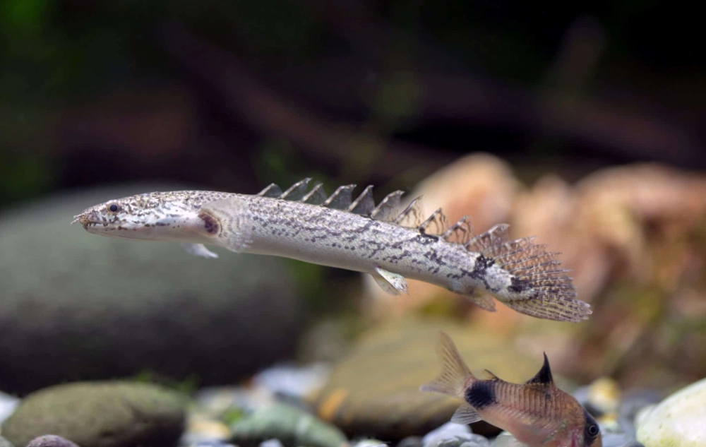 Cá rồng cửu sừng tiếng anh được tìm kiếm rộng rãi