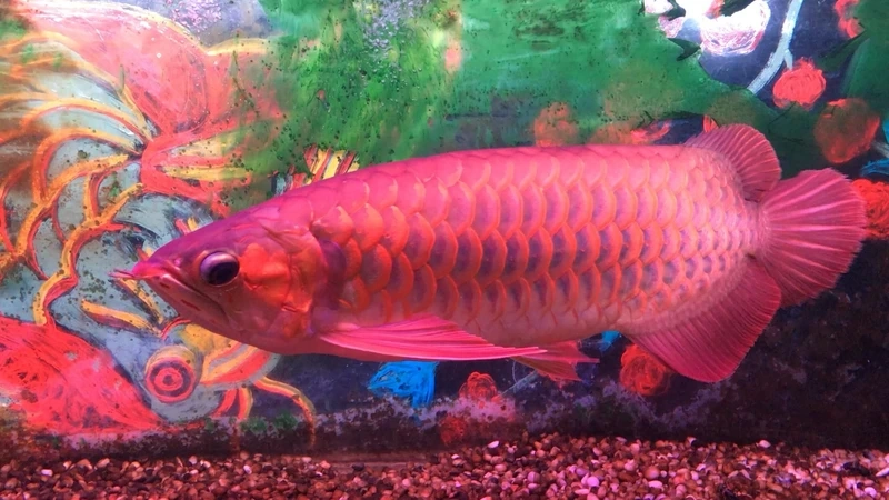 Đặc điểm nổi bật làm nên giá trị cá Rồng Huyết Long