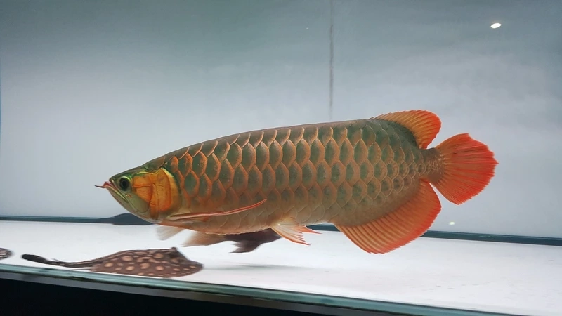 Nuôi cá Rồng Huyết Long phong thủy mang may mắn