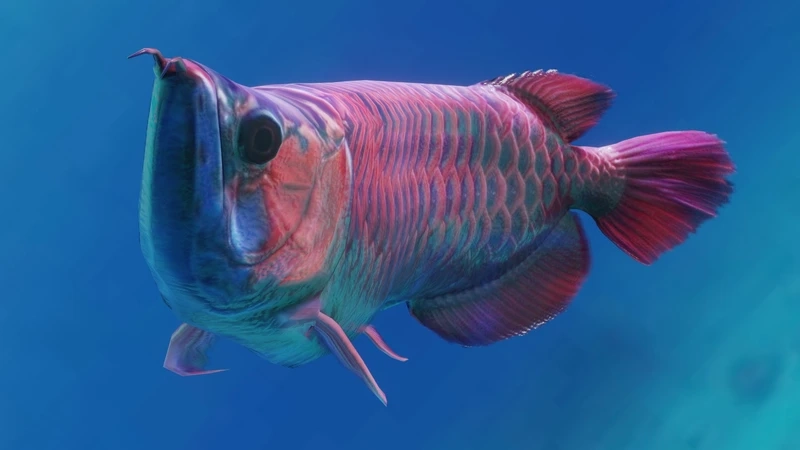 Nuôi cá Rồng Huyết Long trưởng thành đẹp và khỏe