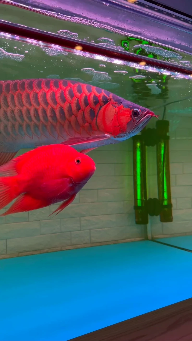 Thiết kế cá Rồng Huyết Long sang trọng cho hồ nhà