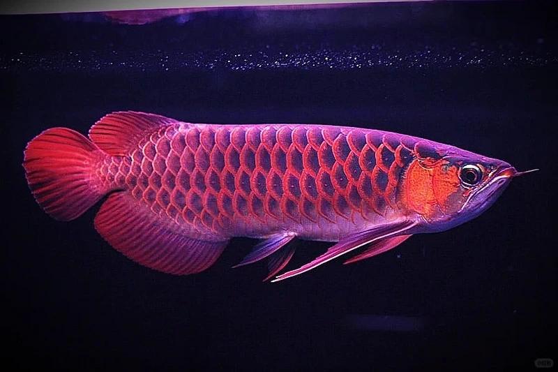 Nuôi cá Rồng Huyết Long tài lộc tăng sinh khí hồ