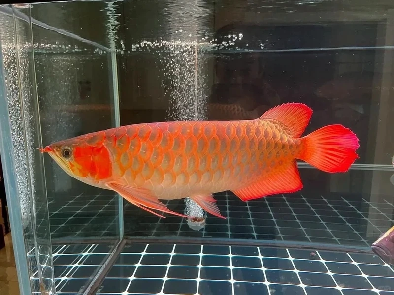 Thiết kế cá Rồng Huyết Long hồ cá đẹp sang trọng