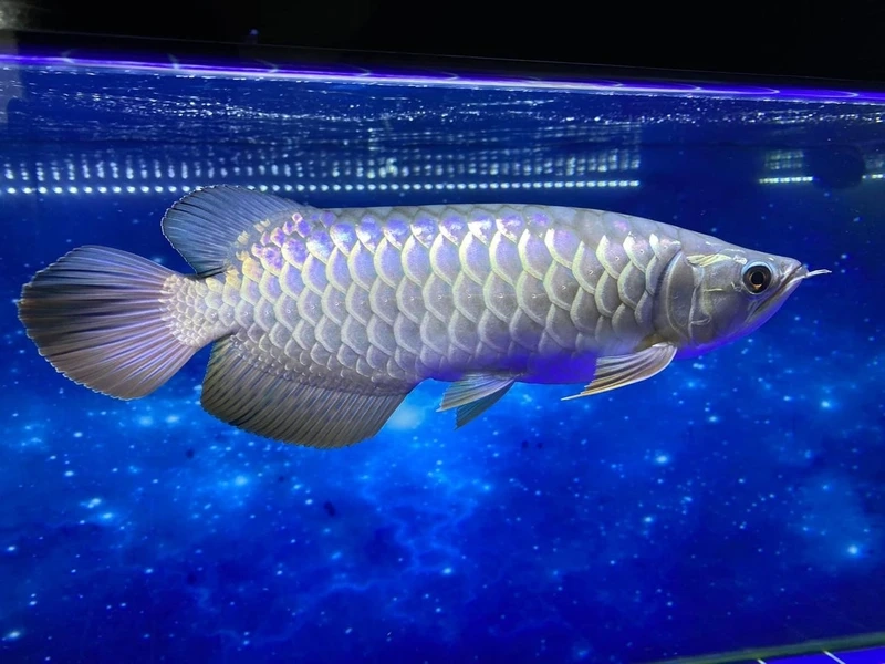 Đặc điểm nổi bật của cá Rồng Kim Long đầy quyền uy