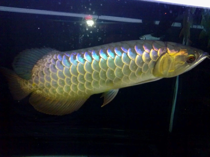 Khám phá vẻ tinh tế của cá rồng kim long đẹp