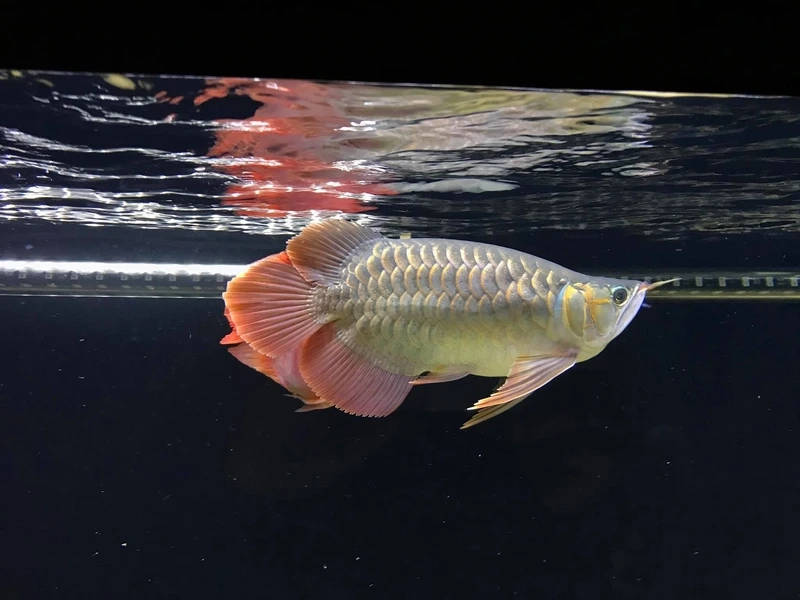 Cá rồng trưởng thành tạo hồ uy nghi cá rồng kim long trưởng thành