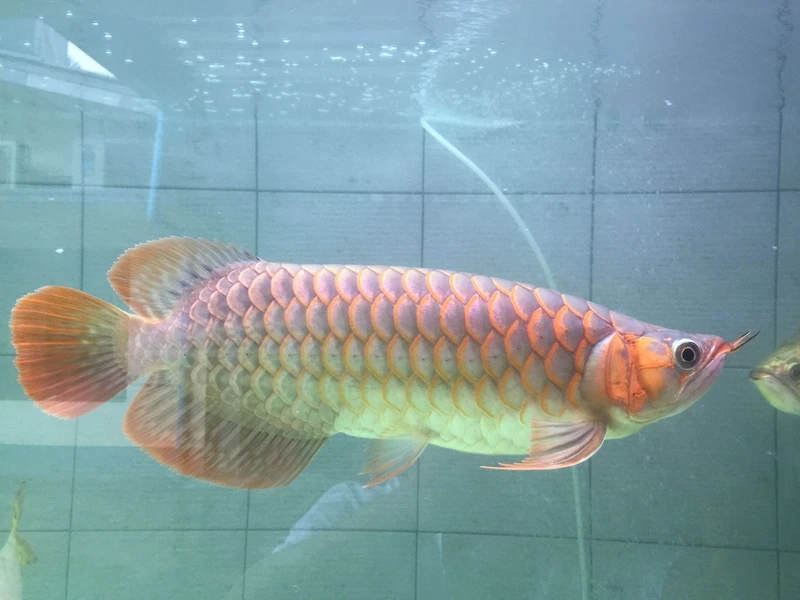 Vảy vàng lấp lánh cùng cá rồng kim long vảy vàng