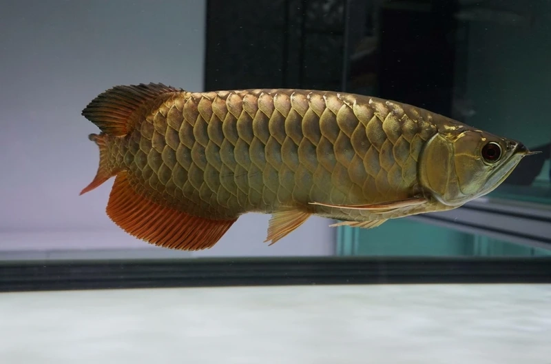 Hồ cá thêm lộng lẫy nhờ cá rồng kim long ánh vàng