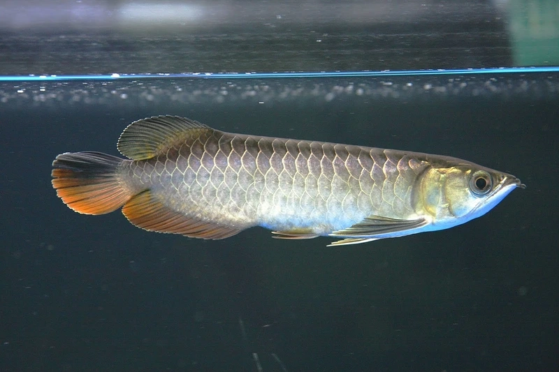 Thể hiện đẳng cấp với cá rồng kim long đẳng cấp