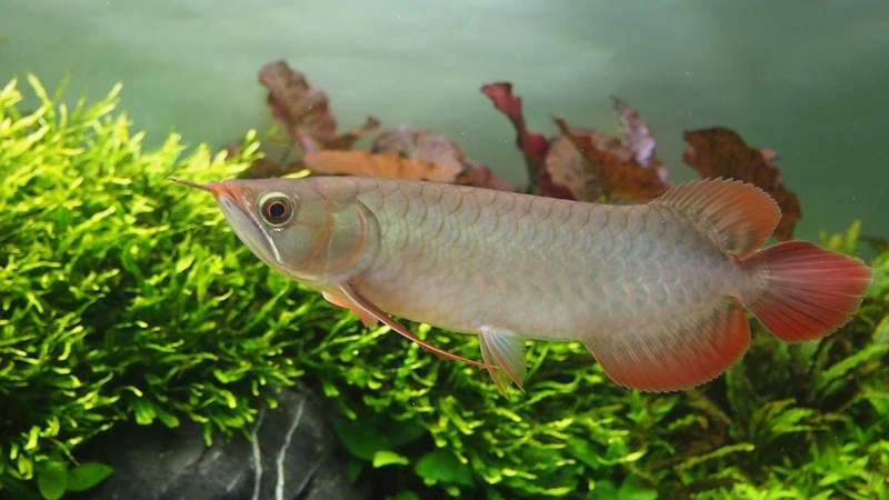 Nuôi hồ riêng thêm nổi bật nhờ cá rồng kim long nuôi hồ