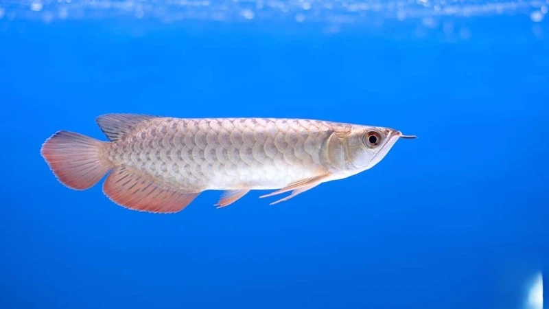 Cá rồng châu Á nổi bật và quý hiếm cá rồng kim long châu á