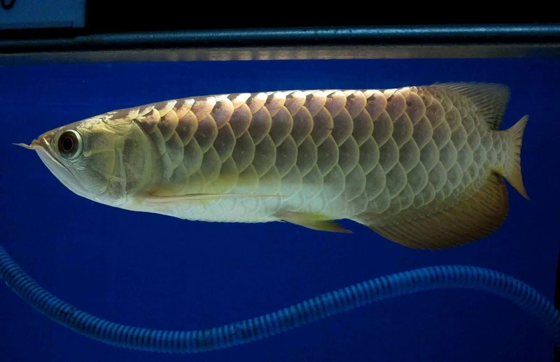 Màu sắc đẹp mắt tô điểm hồ cá cá rồng kim long màu sắc đẹp