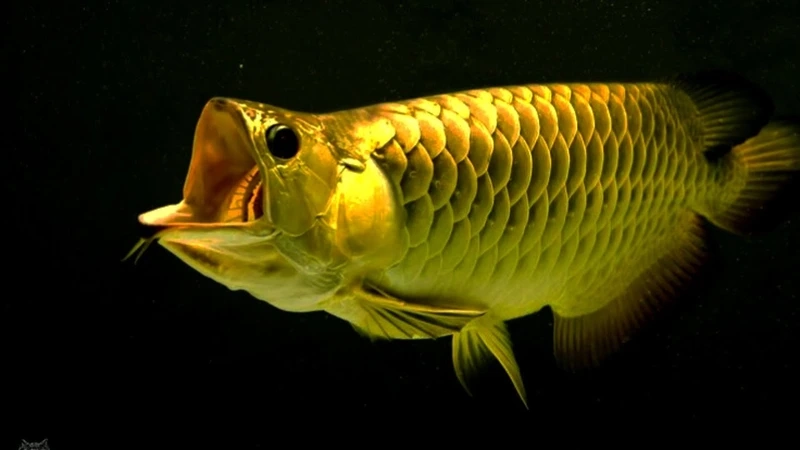 Trưng bày hồ cá thêm ấn tượng nhờ cá rồng kim long trưng bày