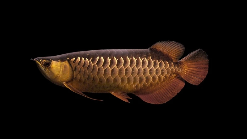 Hồ cá view đẹp cùng cá rồng kim long view đẹp