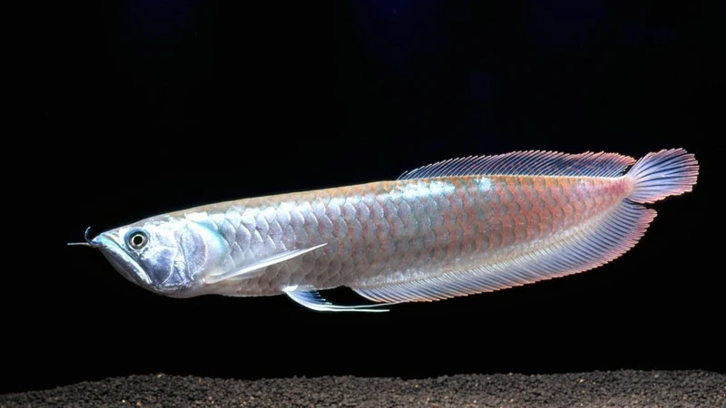 Cá Rồng Ngân Long phổ biến trong cộng đồng