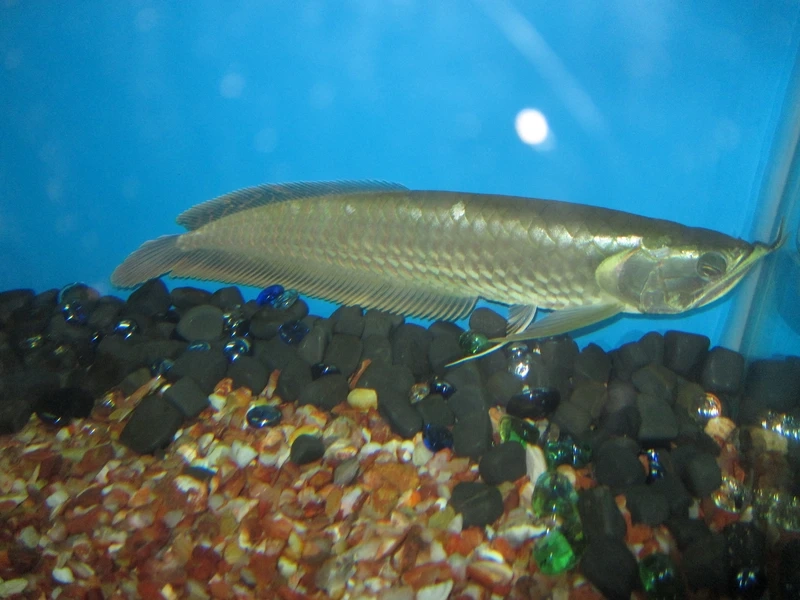 Ngắm cá Rồng Ngân Long bơi khỏe năng động