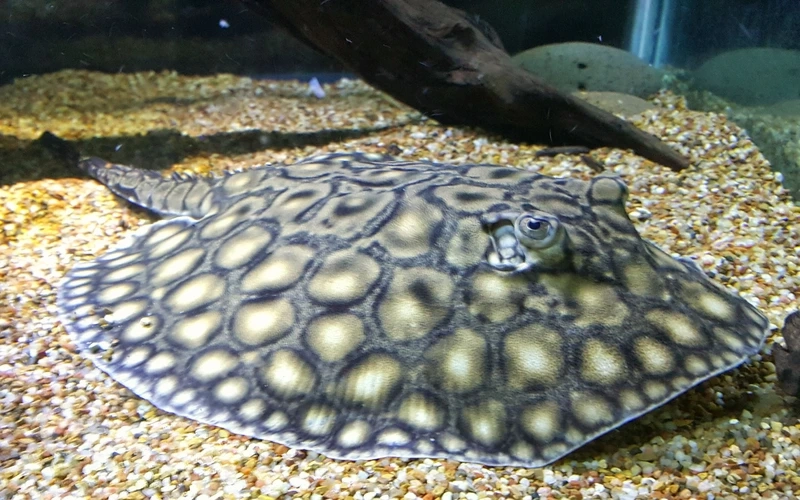 Sưu tầm cá Sam hoang dã độc đáo môi trường biển