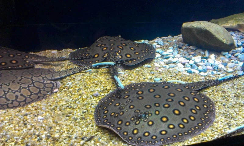 Khám phá cá Sam hình dáng lạ độc đáo dưới nước