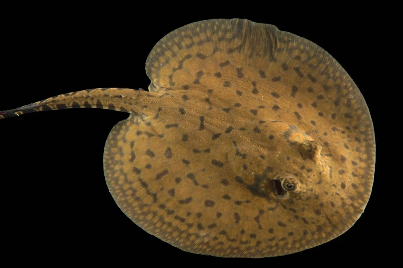 Ngắm cá Sam sinh sống ven biển khỏe mạnh và nổi bật