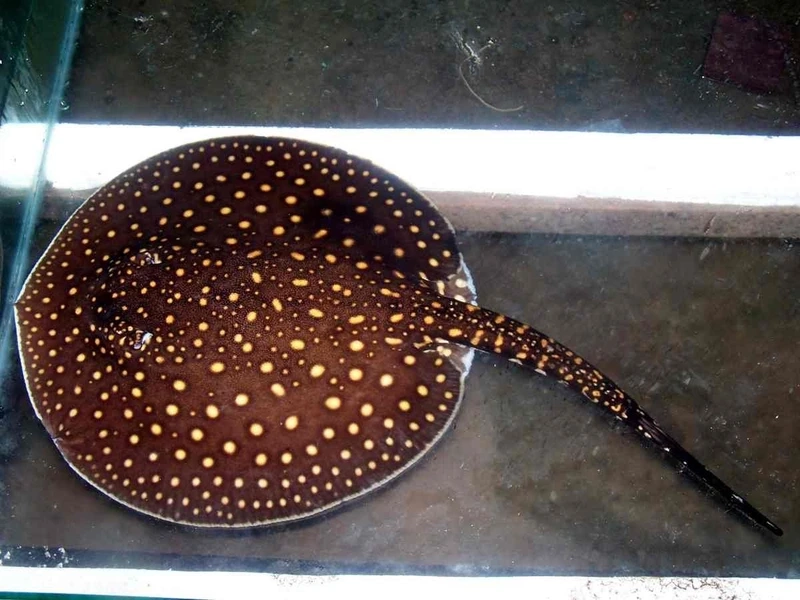 Chiêm ngưỡng cá Sam quý hiếm bơi uyển chuyển