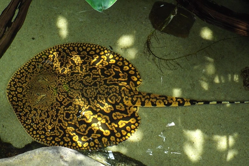 Trang trí hồ với cá Sam phong cách tự nhiên đẹp mắt