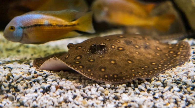 Bảo vệ cá Sam môi trường biển sống khỏe và hoang dã