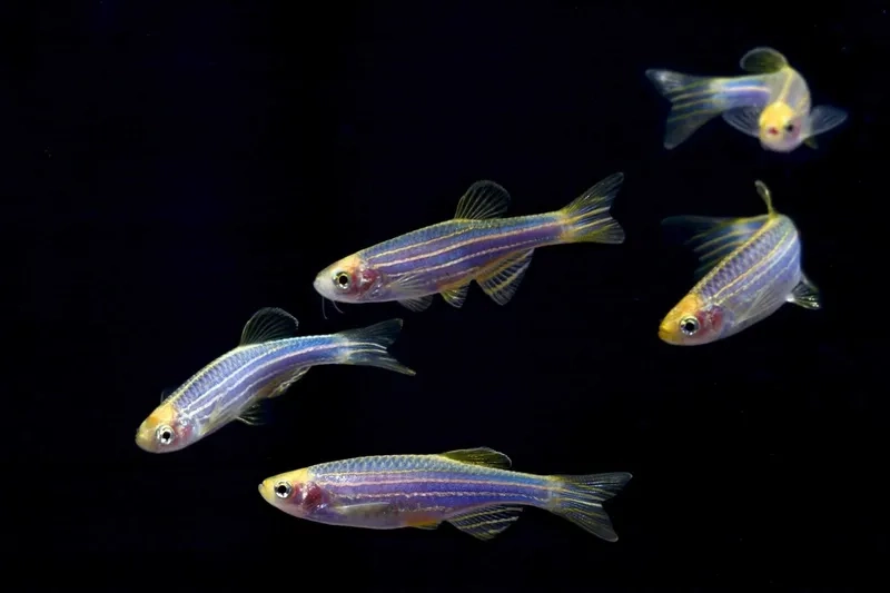 Cá sọc ngựa về sinh sản cần môi trường ổn